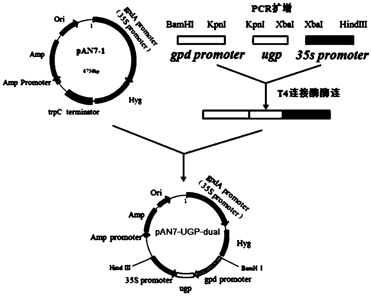 Grifola frondosa UDP-glucose pyrophosphorylase and application thereof