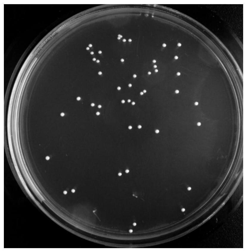 A strain of Lactobacillus rhamnosus m9 isolated from breast milk and its application
