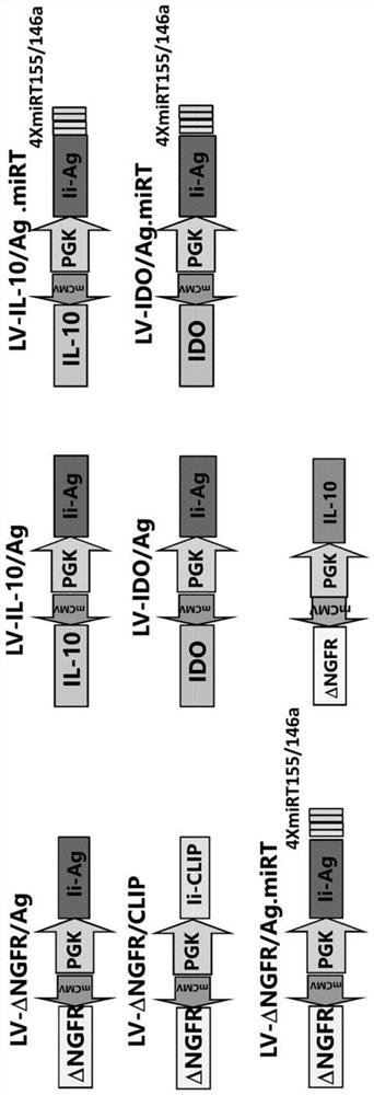 Production of engineered dendritic cells and uses thereof