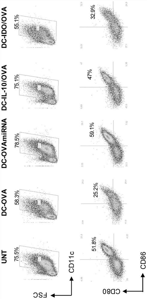 Production of engineered dendritic cells and uses thereof