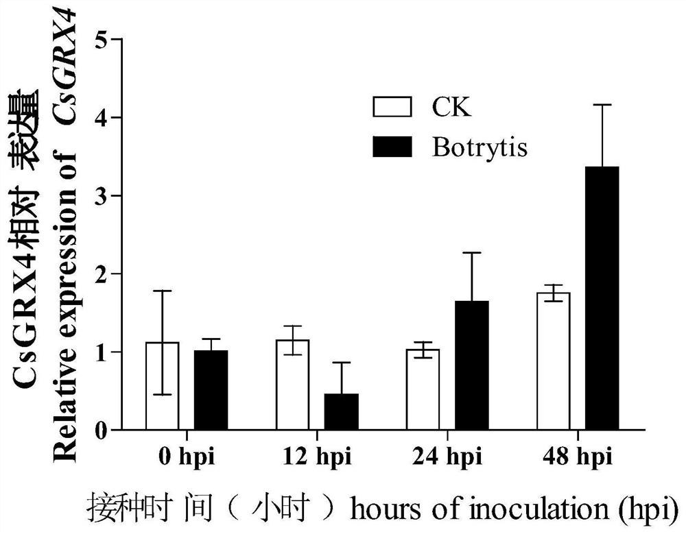 Cucumber glutaredoxin gene CsGRX4 and application thereof in susceptibility to botrytis cinerea