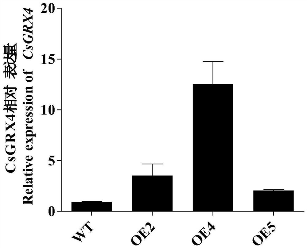 Cucumber glutaredoxin gene CsGRX4 and application thereof in susceptibility to botrytis cinerea