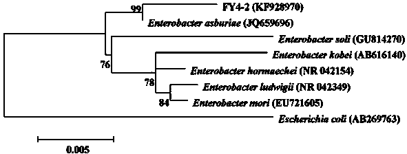 Gen-seng growth promoting bacteria FY4-2 and application thereof