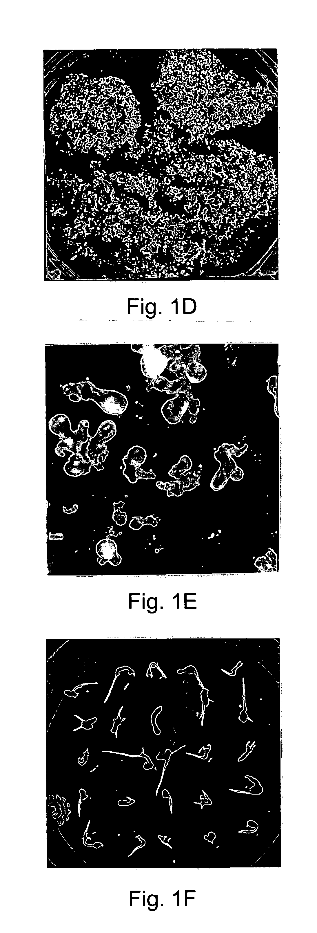 Regeneration system for grape and uses thereof