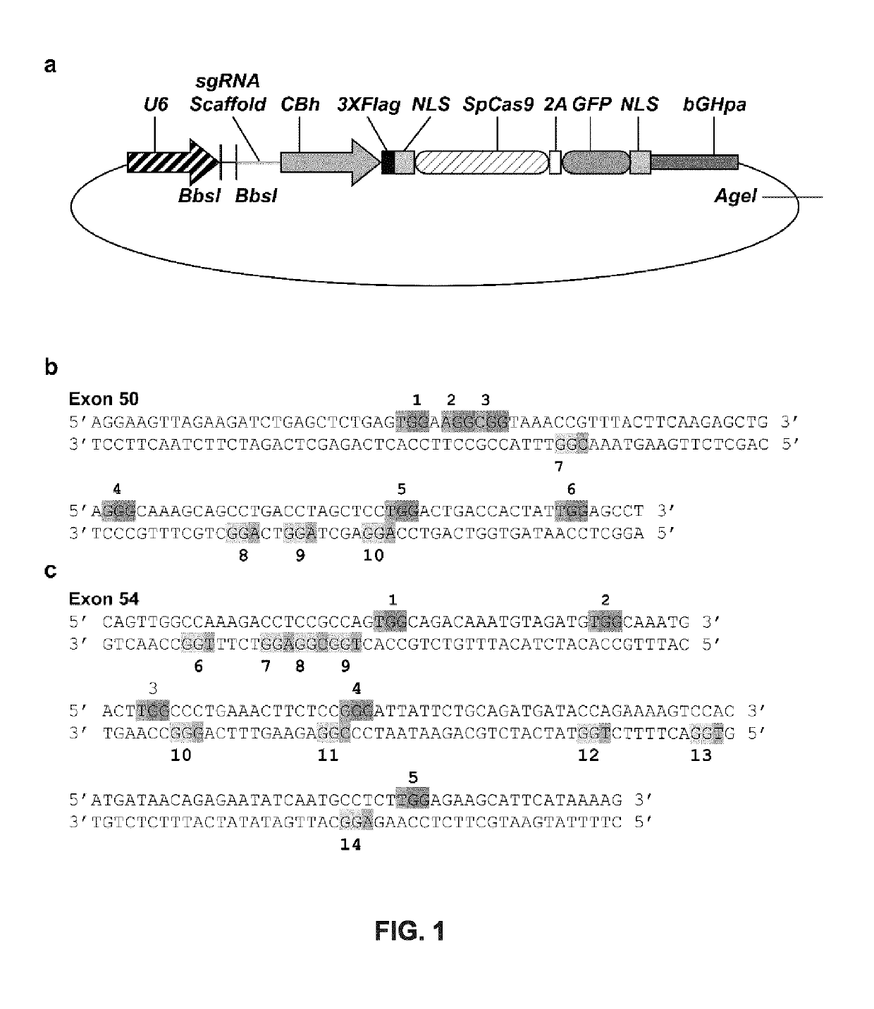 Methods of modifying the dystrophin gene and restoring dystrophin expression and uses thereof