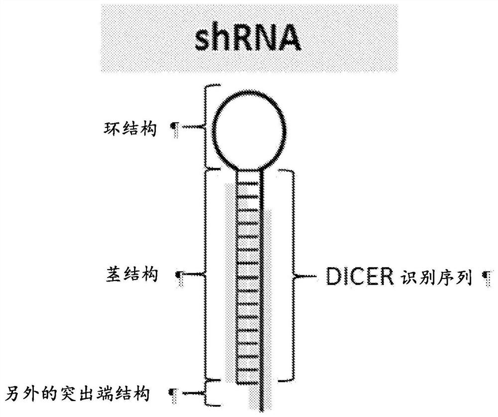 Short/small hairpin RNA molecules
