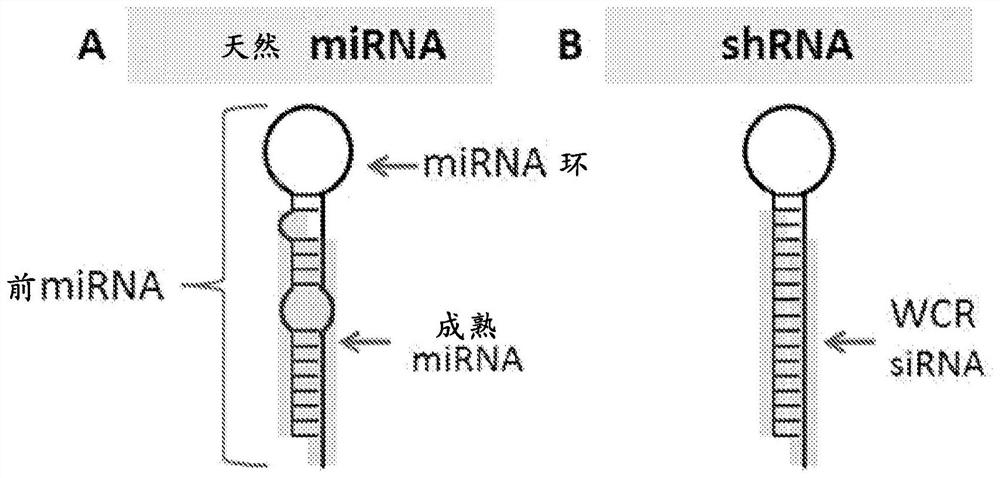 Short/small hairpin RNA molecules