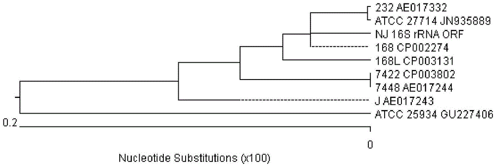 Application of Vaccine Strains of Mycoplasma Pneumoniae