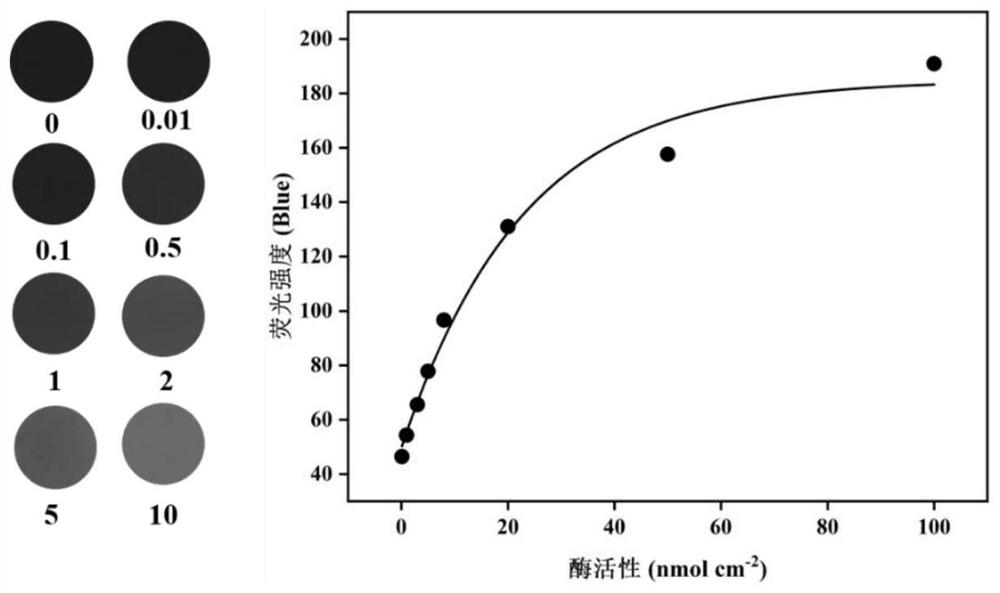 Enzyme spectrum method for determining two-dimensional spatial distribution of activity of aquatic plant rhizosphere phosphatase