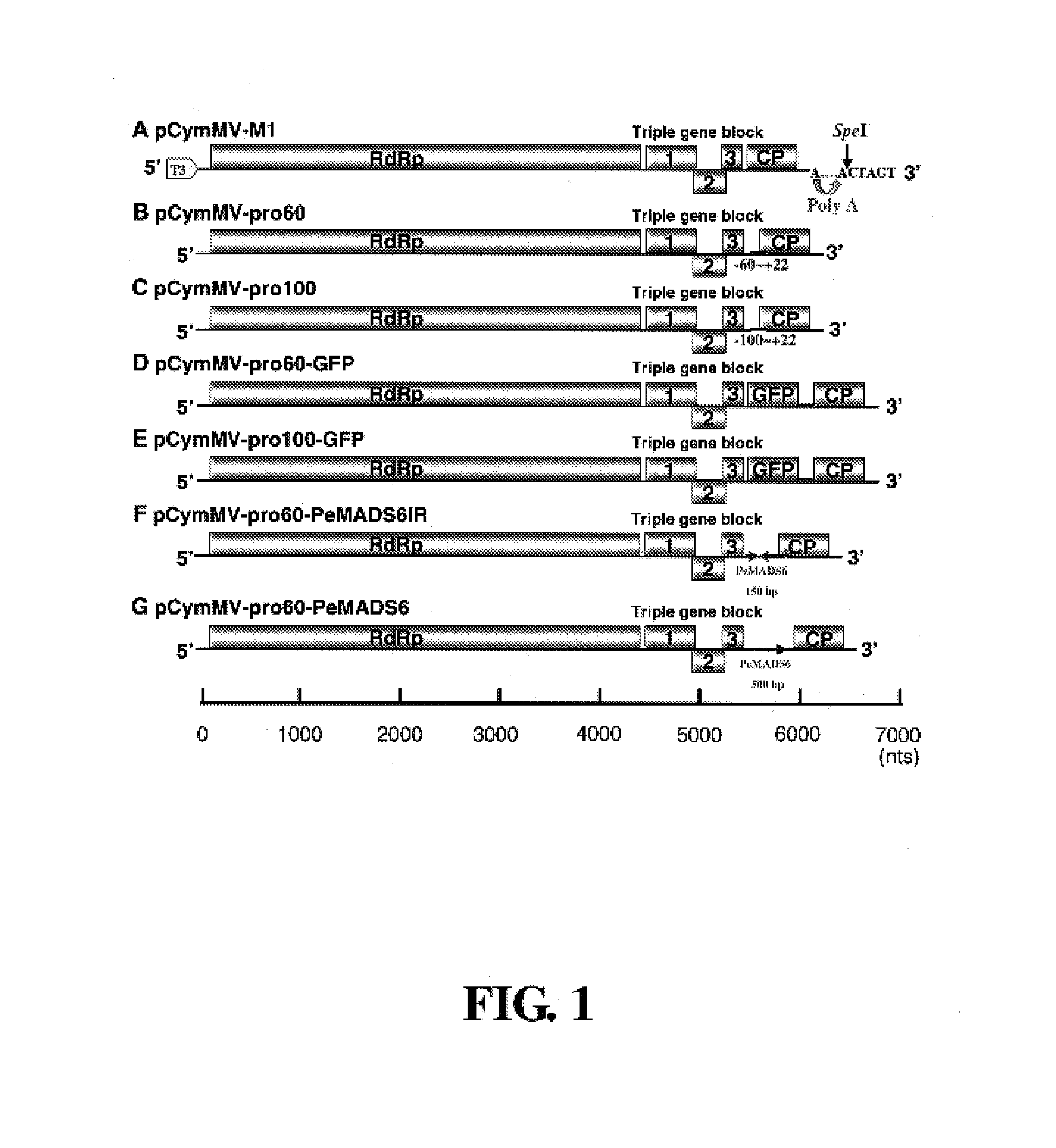 Viral vector for inducing gene inactivation of plants and application thereof