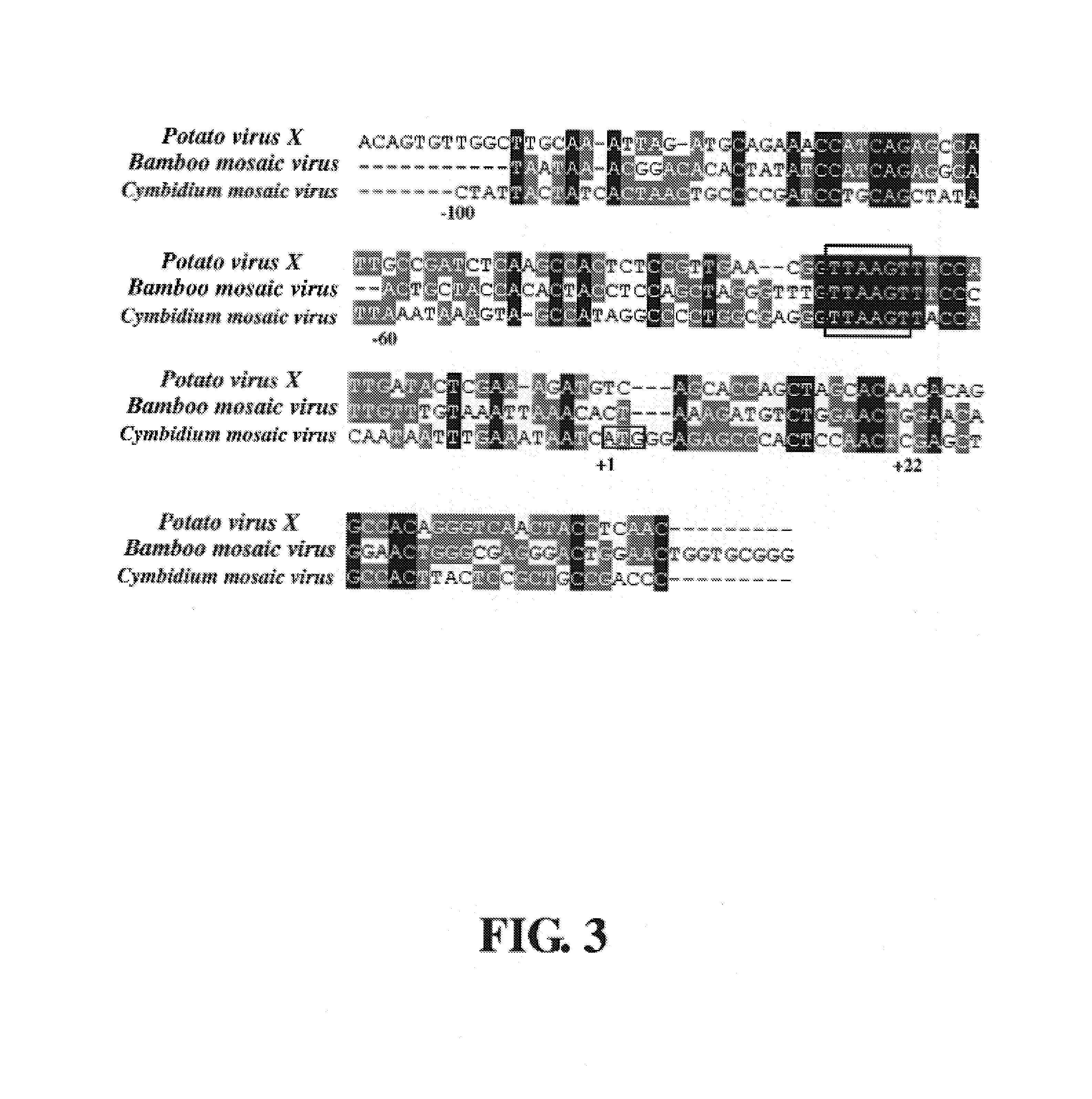 Viral vector for inducing gene inactivation of plants and application thereof