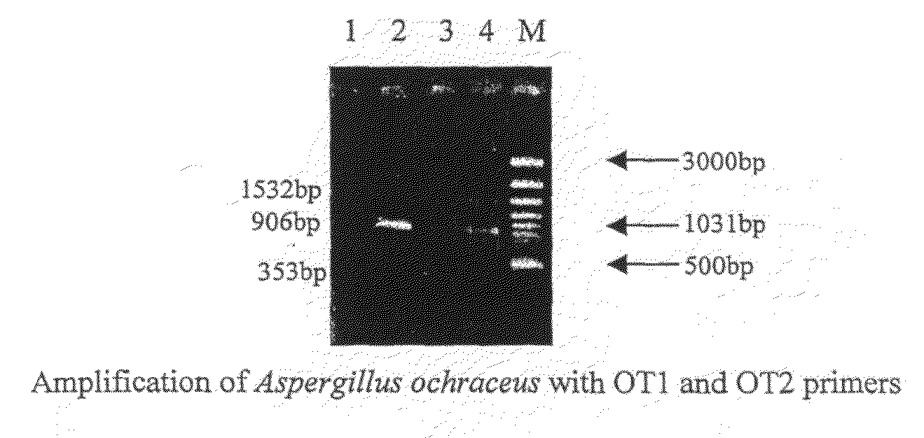 Set of Novel Oligonucleotide Primers and the Method for the Detection of Aspergillus Ochraceux Thereby