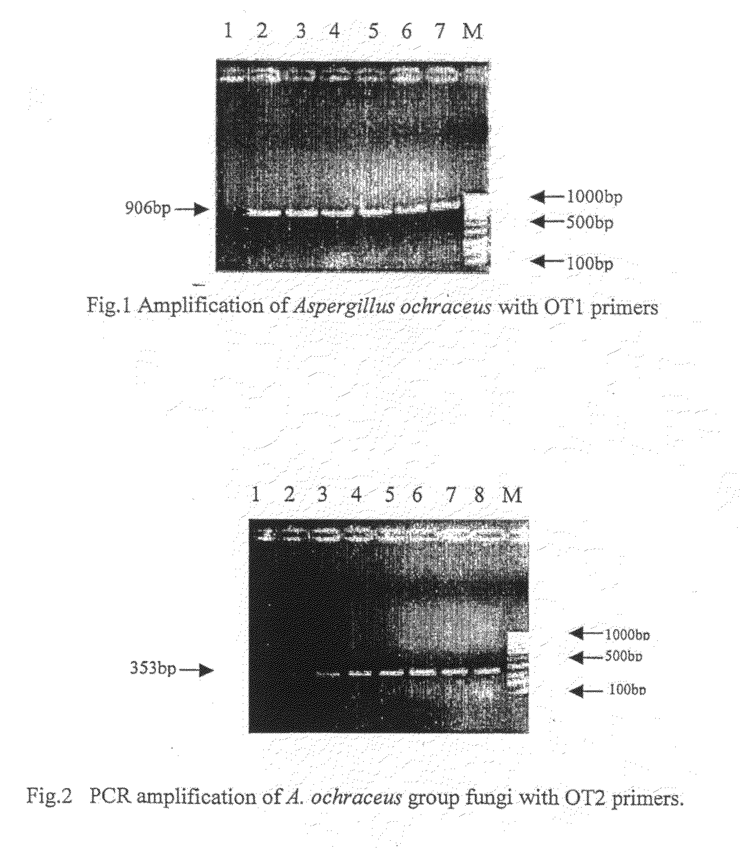 Set of Novel Oligonucleotide Primers and the Method for the Detection of Aspergillus Ochraceux Thereby