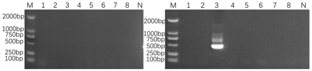 Method for detecting small RNA (Ribonucleic Acid) viruses of freshwater long-arm prawns