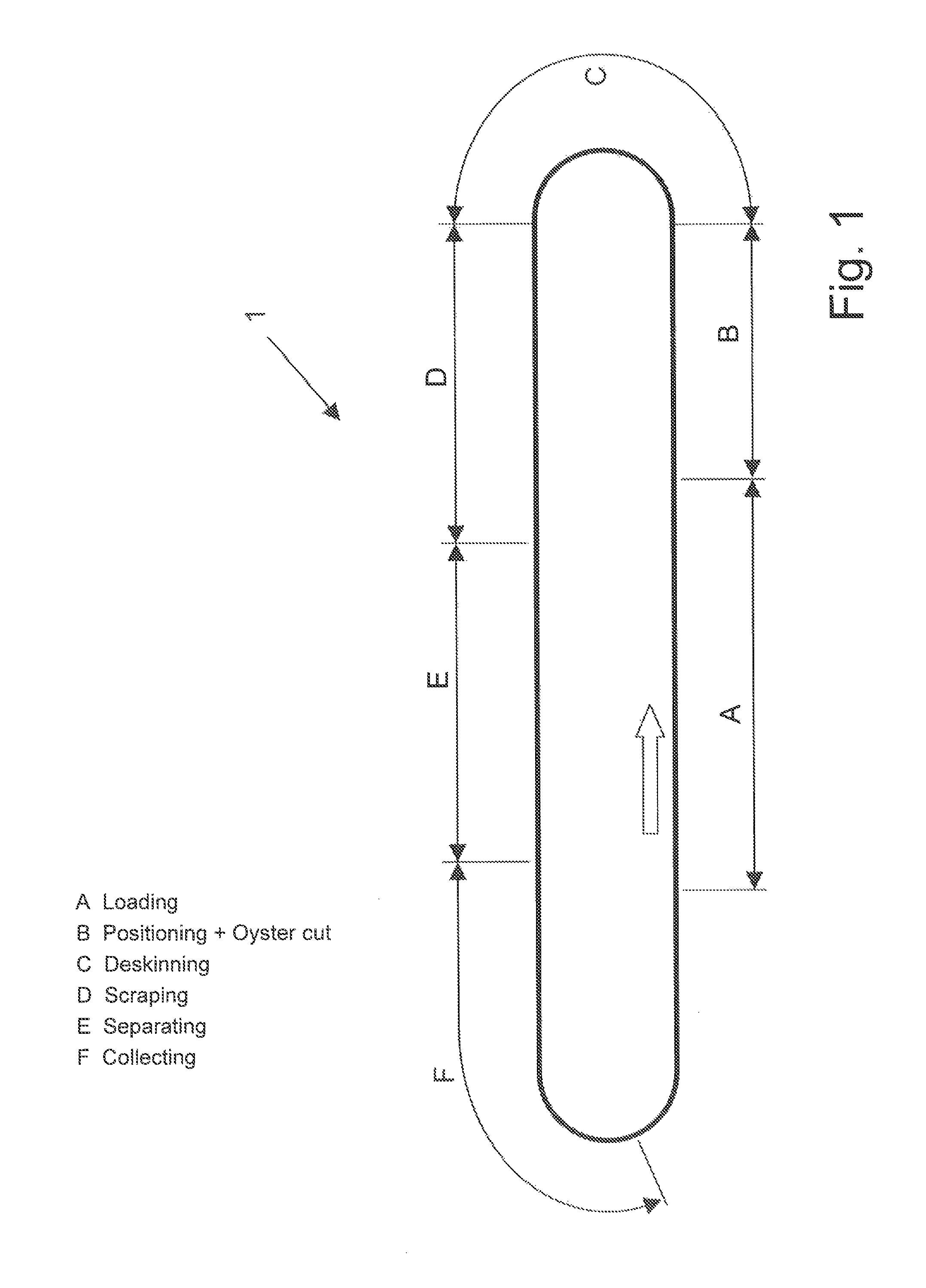 Method and apparatus for harvesting thigh meat and oyster meat from a poultry thigh