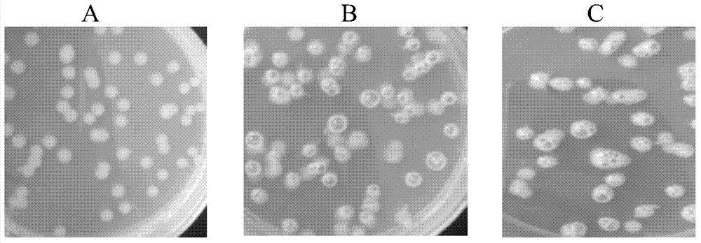 A method for producing 1,3-propanediol by fermentation of glycerol with mixed bacteria