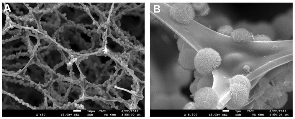 A preparation method of cobalt manganese oxide nanoflower-carbon sponge flexible composite material