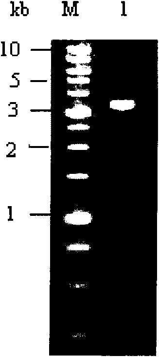 Bt protein Cry4Cb2 and coding gene and application thereof