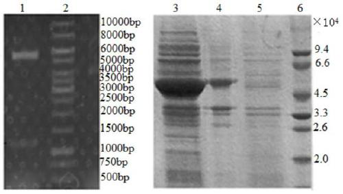 A kind of method that biocatalysis prepares 1-2-aminobutyric acid