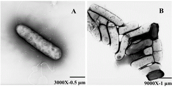 High-temperature-resistant cellulase producing bacterium and application thereof