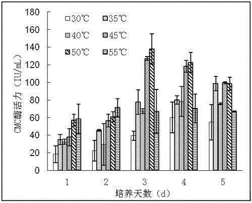 High-temperature-resistant cellulase producing bacterium and application thereof