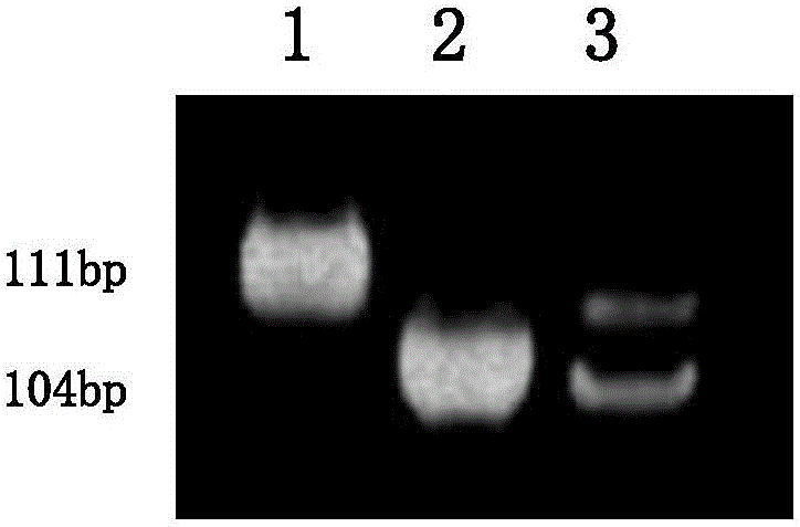 Molecular marker for rice gel consistency control genes SBE1 and application of molecular marker