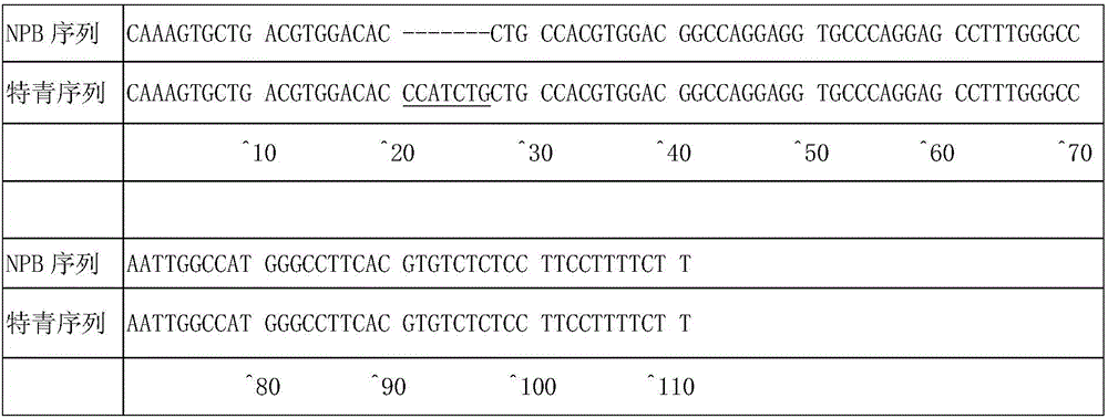 Molecular marker for rice gel consistency control genes SBE1 and application of molecular marker