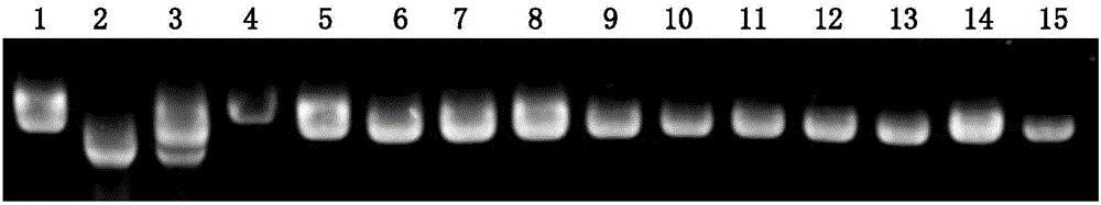 Molecular marker for rice gel consistency control genes SBE1 and application of molecular marker