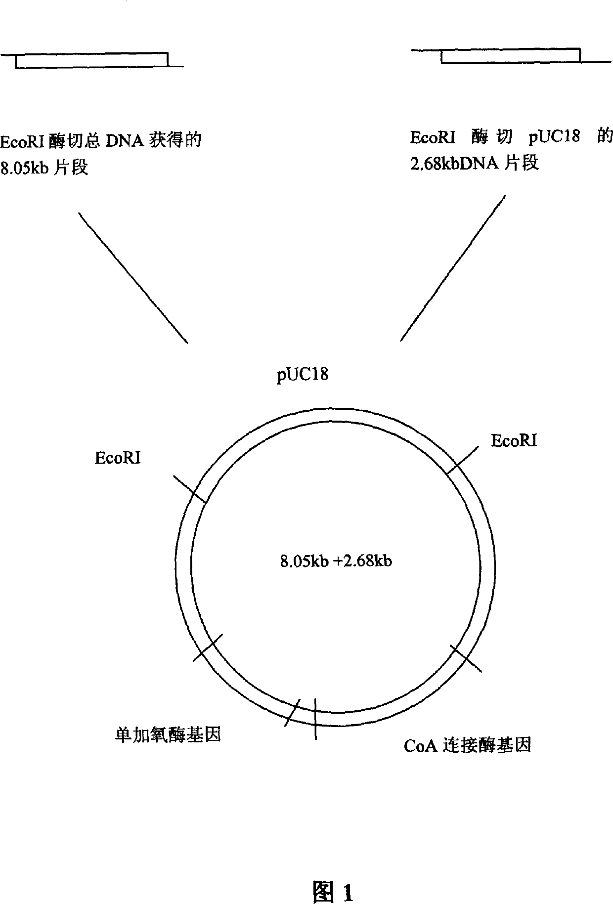 Ribotide sequence of 2-naphthanic acid degradation bacteria DNA segment and its preparation method and application