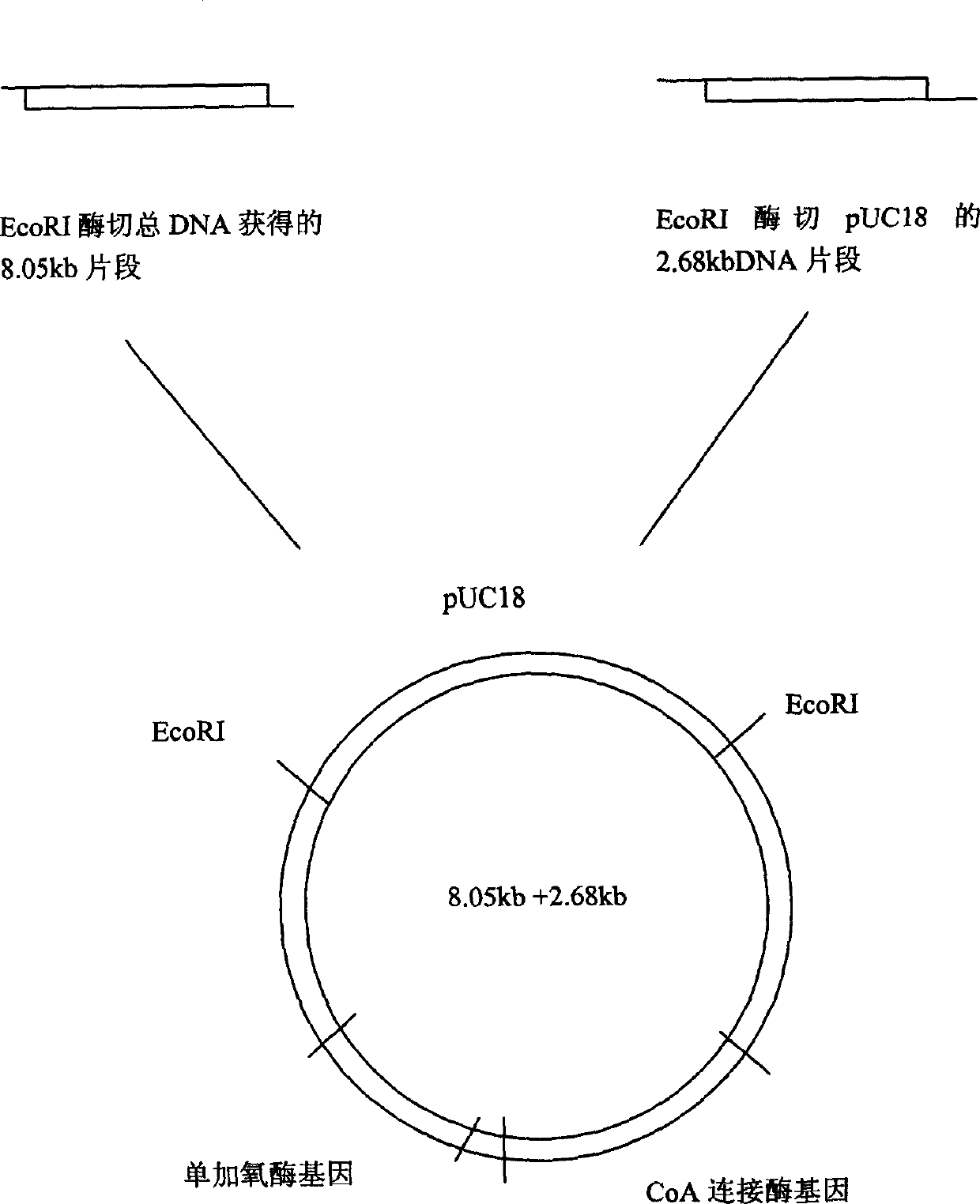 Ribotide sequence of 2-naphthanic acid degradation bacteria DNA segment and its preparation method and application