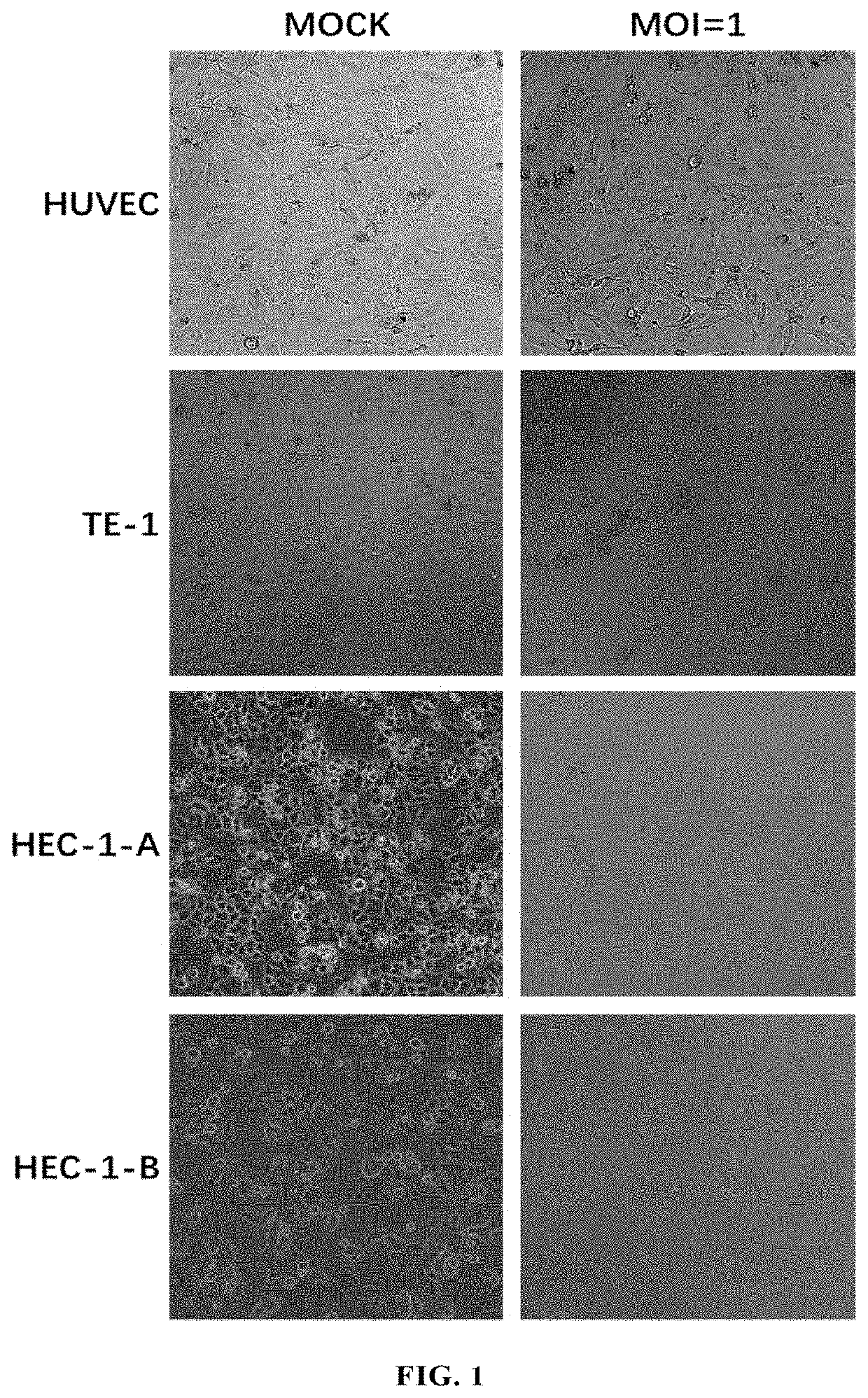 An echovirus for treatment of tumors