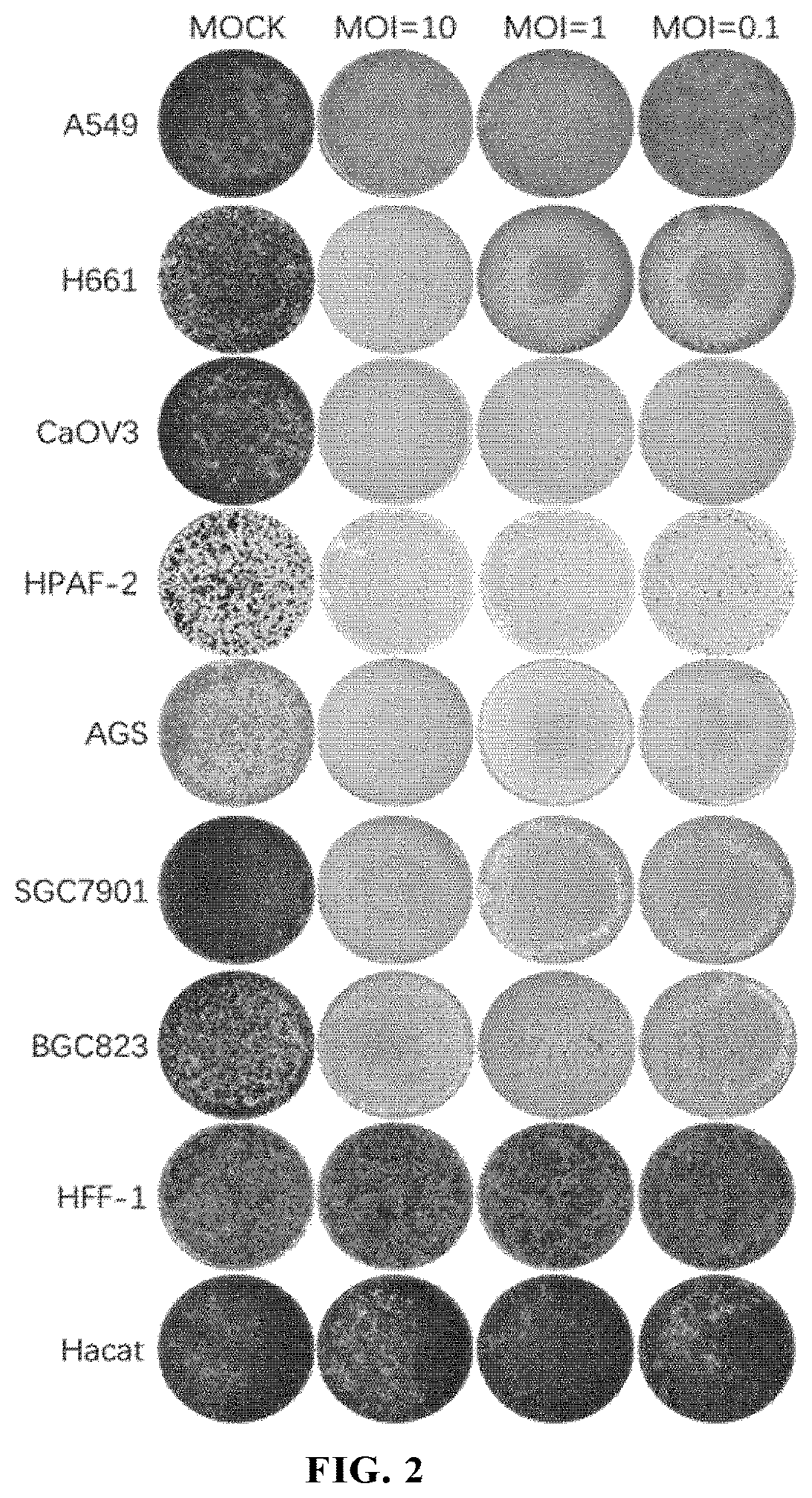 An echovirus for treatment of tumors