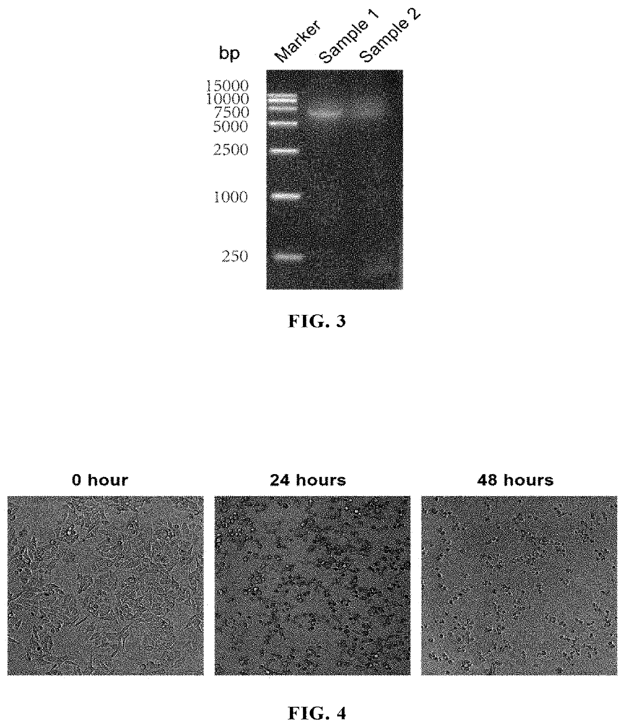 An echovirus for treatment of tumors