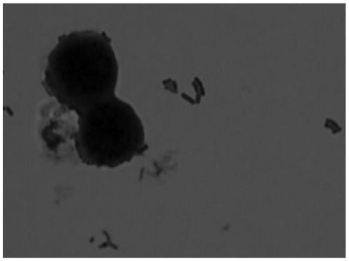 A Lactobacillus reuteri that antagonizes Campylobacter jejuni and inhibits its flaa gene expression