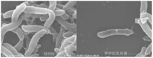 A Lactobacillus reuteri that antagonizes Campylobacter jejuni and inhibits its flaa gene expression