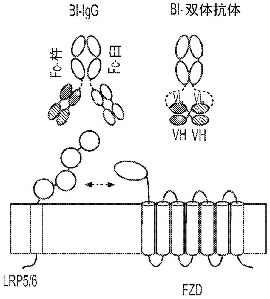 Multivalent binding molecules activating wnt signaling and uses thereof