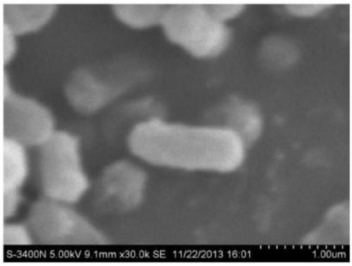 Application of enterobacter hormaechei K20 to degrading agricultural wastes