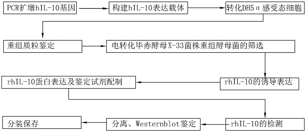 Preparation process and application of interleukin-10