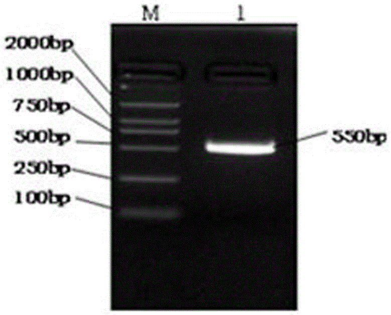 Preparation process and application of interleukin-10