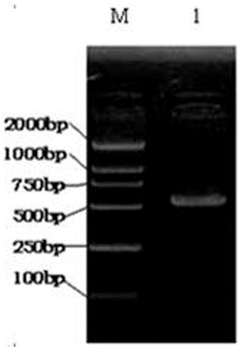 Preparation process and application of interleukin-10