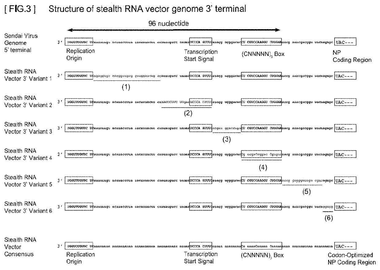 Gene expression system using stealthy RNA, and gene introduction/expression vector including said RNA