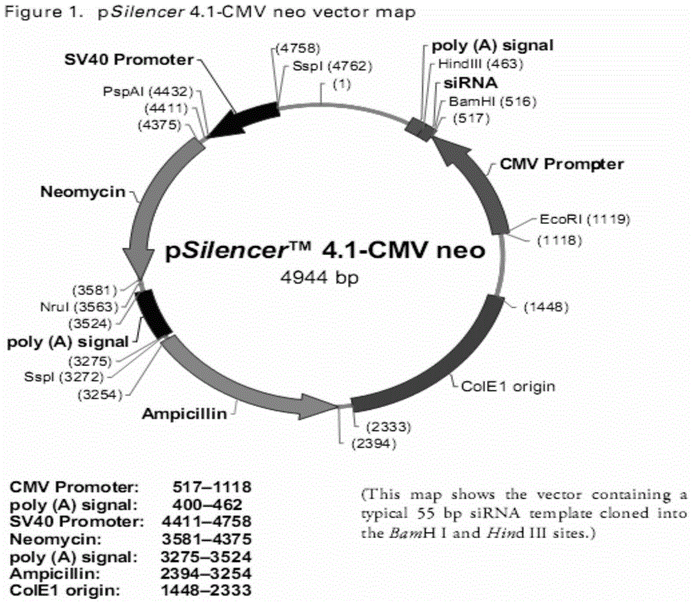 Construction and application of RNA interference expression vector targeting ifnar2 gene