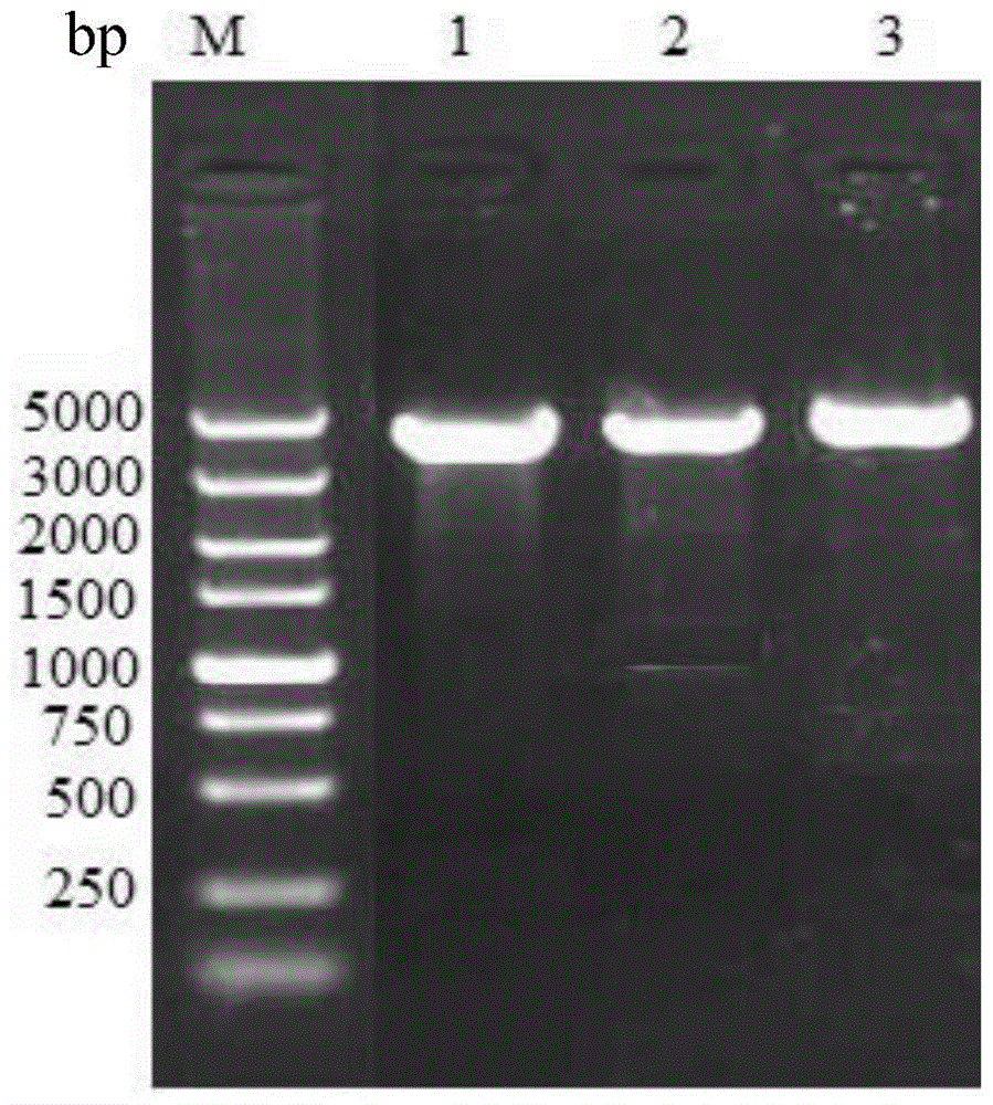 Construction and application of RNA interference expression vector targeting ifnar2 gene