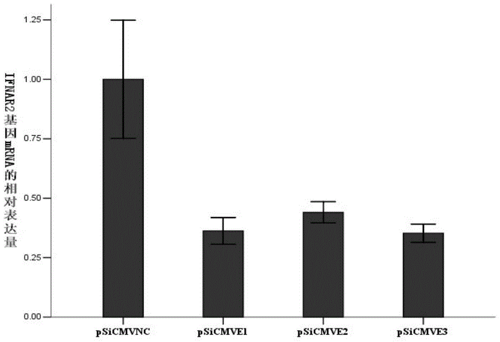 Construction and application of RNA interference expression vector targeting ifnar2 gene