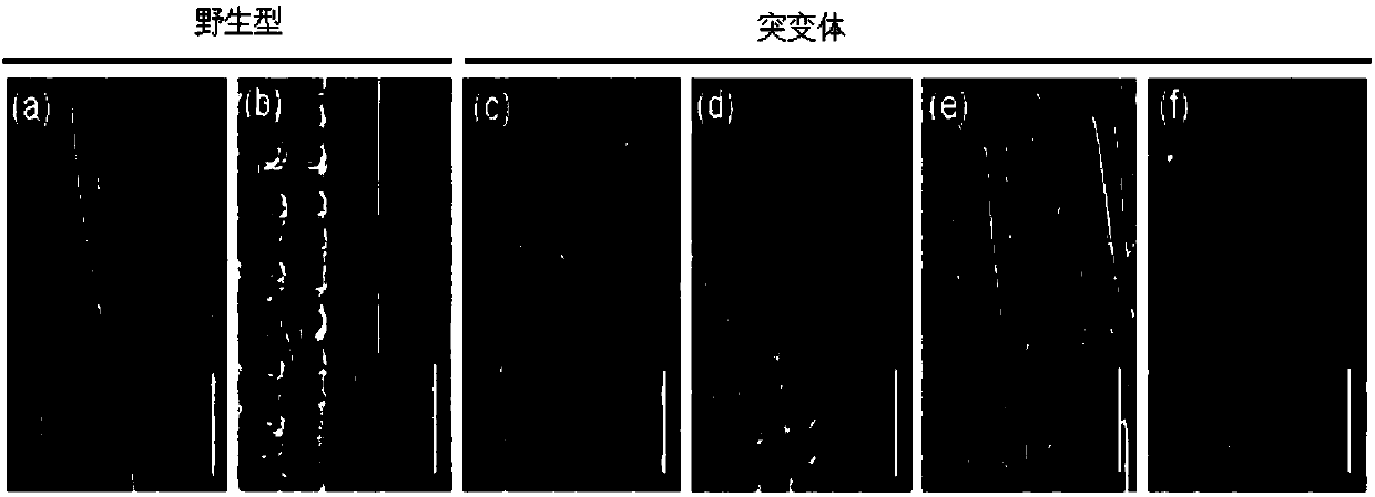 Rice double-flower spikelet gene DF1, protein coded by rice double-flower spikelet gene DF1 and application