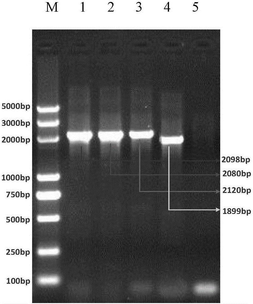 Method and kit for rapidly extracting genome DNA of gram-positive bacteria