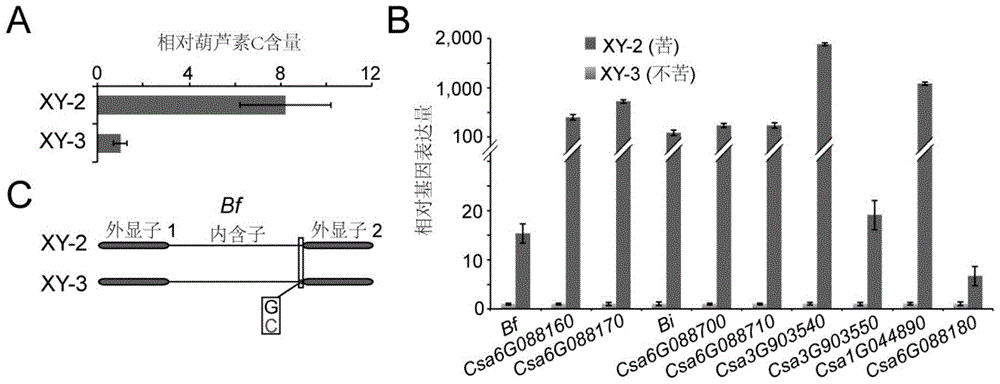 Transcription factor csa5g157230 involved in regulating the synthesis of cucurbitacin c in cucumber and its application