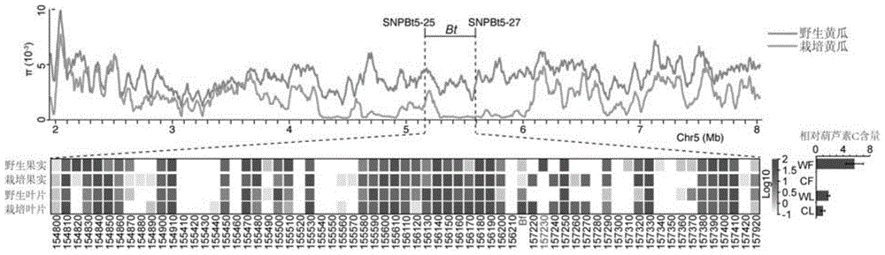 Transcription factor csa5g157230 involved in regulating the synthesis of cucurbitacin c in cucumber and its application