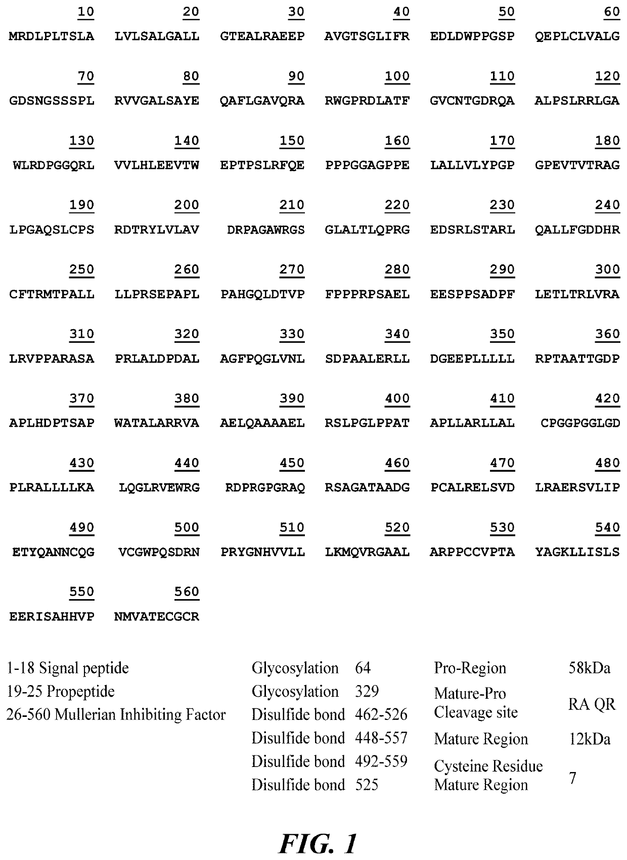 Antibody Compositions and Immunoassay Methods to Detect Isoforms of Anti-Müllerian Hormone