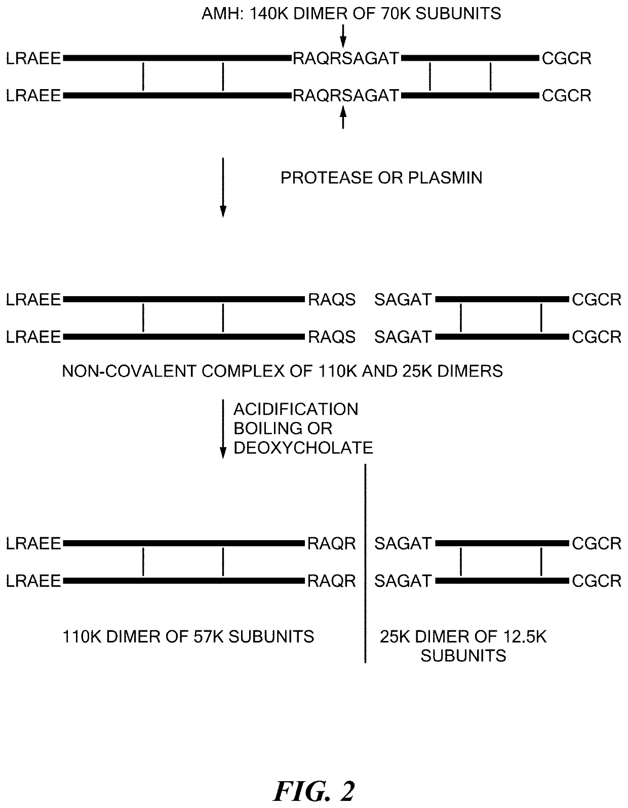 Antibody Compositions and Immunoassay Methods to Detect Isoforms of Anti-Müllerian Hormone